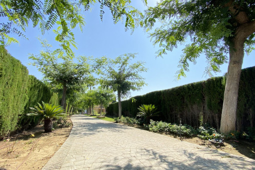 Mature garden